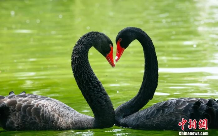 奥运赛场情侣甜蜜时刻：求婚、相拥与爱的见证